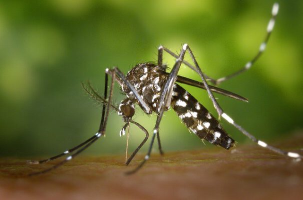 כיצד להתגונן נגד יתושים בצורה יעילה