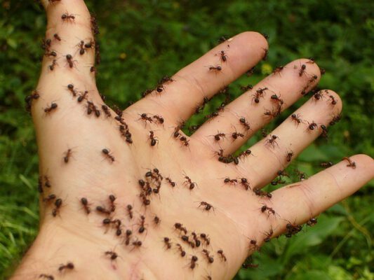 איך להיפטר מנמלים בבית