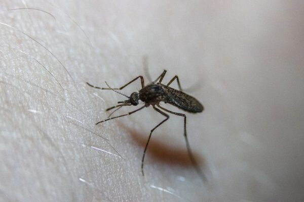 כיצד להילחם ביתושים בבית באופן עצמאי