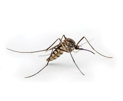 יתוש אנופלס